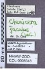 Etikette zu Proludius jaculus (LeConte, 1853) (NHMW-ZOO-COL-0008348)